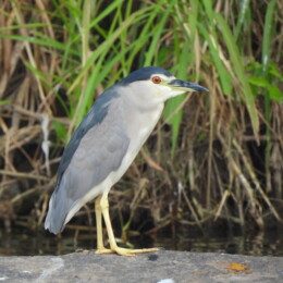 Black-crowned night-heron (Nycticorax nycticorax)
