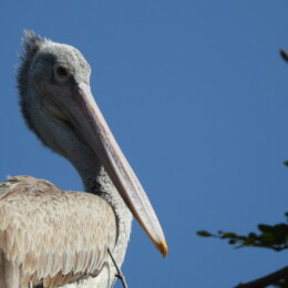Spot-billed pelican (Pelecanus philippensis)