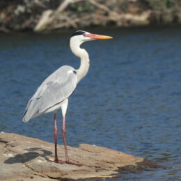 Gray heron (Ardea cinerea)