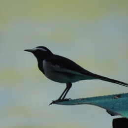 White-browed wagtail (Motacilla maderaspatensis)