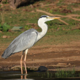 Gray heron (Ardea cinerea)