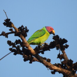 Plum-headed parakeet (Psittacula cyanocephala) male