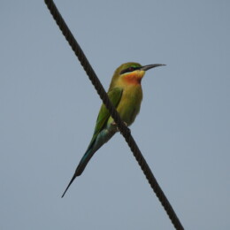 Blue-tailed bee-eater (Merops philippinus)