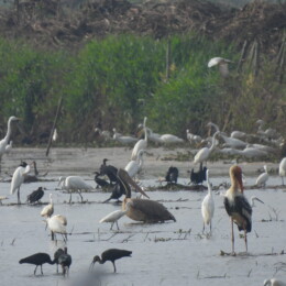 Spot-billed pelican (Pelecanus philippensis) among other waterbirds