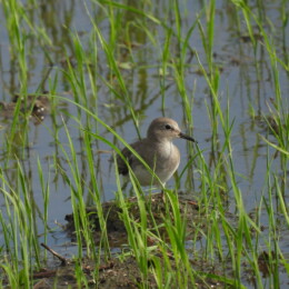 Temminck's stint (Calidris temminckii)