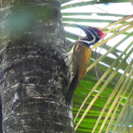 Black-rumped flameback (Dinopium benghalense) male