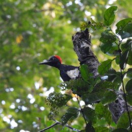 White-bellied woodpecker (Dryocopus javensis) female