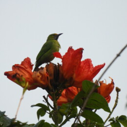 Golden-fronted leafbird (Chloropsis aurifrons)
