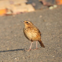 Nilgiri pipit (Anthus nilghiriensis)