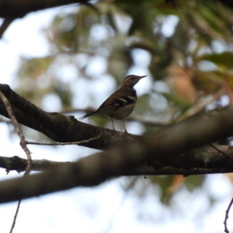 Forest wagtail (Dendronanthus indicus)
