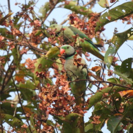 Blue-winged parakeet (Psittacula columboides) males
