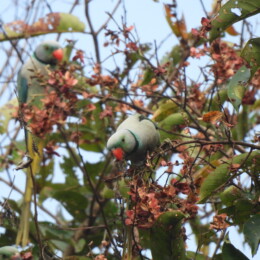 Blue-winged parakeet (Psittacula columboides) males