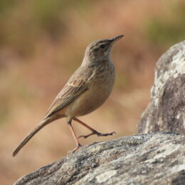 Long-billed pipit (Anthus similis)