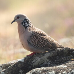 Spotted dove (Spilopelia chinensis)