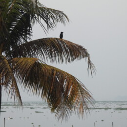 Little cormorant (Microcarbo niger)