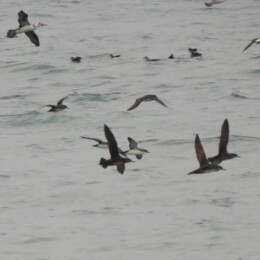 Mediterranean shearwater (Puffinus yelkouan yelkouan & P. y. mauretanicus), northern gannet (Morus bassanus) and yellow-legged gull (Larus michahellis)