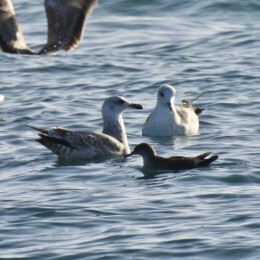Mediterranean shearwater (Puffinus yelkouan mauretanicus) and yellow-legged gull (Larus michahellis)