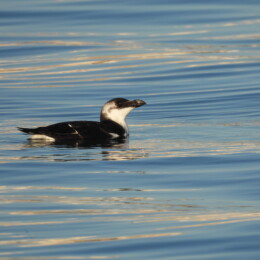 Razorbill (Alca torda)
