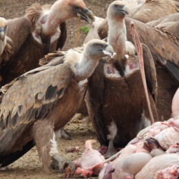 Griffon vulture (Gyps fulvus)