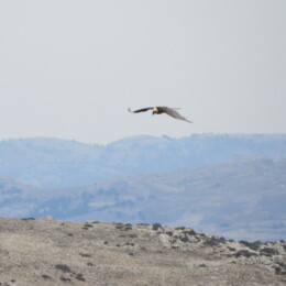 Bearded vulture (Gypaetus barbatus)