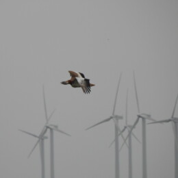 Great bustard (Otis tarda) male