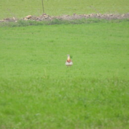 Great bustard (Otis tarda) male