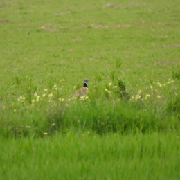 Little bustard (Tetrax tetrax) male