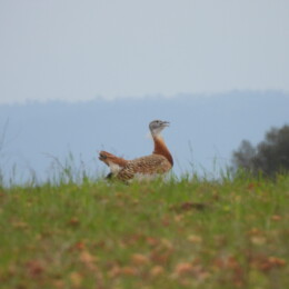 Great bustard (Otis tarda) male