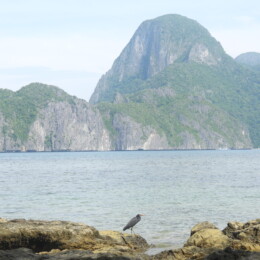 Pacific reef heron (Egretta sacra)