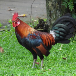 Red junglefowl (Gallus gallus) male