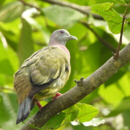 Pink-necked green pigeon (Treron vernans) male