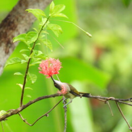 Pale spiderhunter (Arachnothera dilutior)