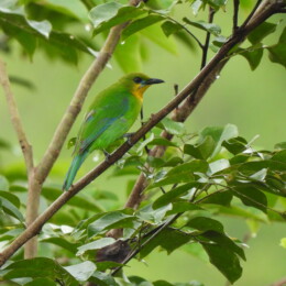 Yellow-throated leafbird (Chloropsis palawanensis)
