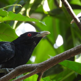 Asian koel (Eudynamys scolopaceus)