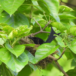 Palawan drongo (Dicrurus palawanensis)