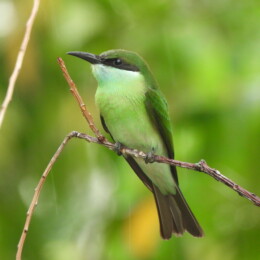 Blue-throated bee-eater (Merops viridis) juvenile