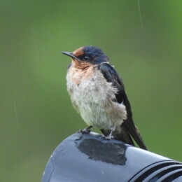 Pacific swallow (Hirundo javanica)