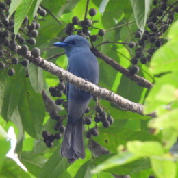 Blue paradise flycatcher (Terpsiphone cyanescens)