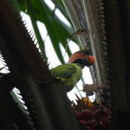 Long-tailed parakeet (Psittacula longicauda) male