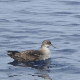 Mediterranean shearwater (Puffinus yelkouan mauretanicus)