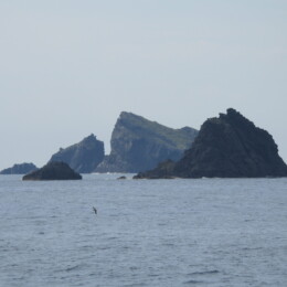 Scopoli's shearwater (Calonectris diomedea)