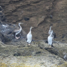 European shag (Gulosus aristotelis desmarestii)