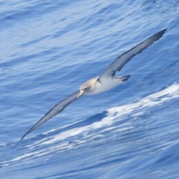 Scopoli's shearwater (Calonectris diomedea)