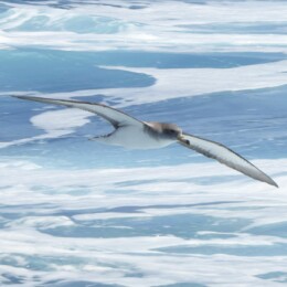 Scopoli's shearwater (Calonectris diomedea)