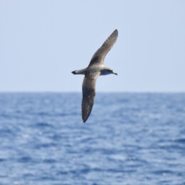Scopoli's shearwater (Calonectris diomedea)
