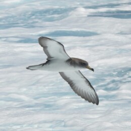 Scopoli's shearwater (Calonectris diomedea)