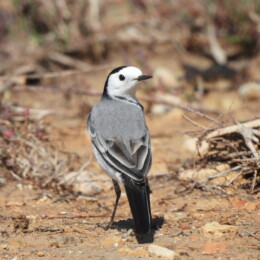 White wagtail (Motacilla alba alba)