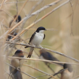 Western house martin (Delichon urbicum) and barn swallow (Hirundo rustica)