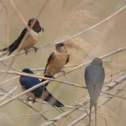European red-rumped swallow (Cecropis rufula) and barn swallow (Hirundo rustica)