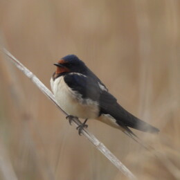 Barn swallow (Hirundo rustica)